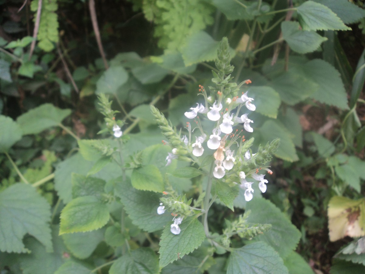 Teucrium